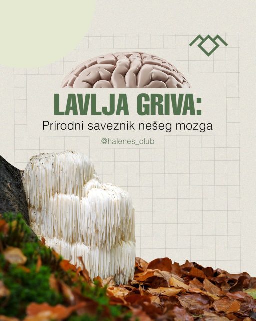 Lavlja griva (Lion’s Mane) nije obična pečurka. 🍄
Dok se većina medicinskih pečuraka vezuje za imunitet, ova “bela griva” je u fokusu nauke zbog potencijala da regeneriše neurone i podrži kognitivne funkcije.

Šta kaže nauka?
Ključni molekuli, hericenoni i erinacini, spadaju među retka prirodna jedinjenja koja mogu da prođu krvno-moždanu barijeru i stimulišu NGF (Nerve Growth Factor), faktor rasta nerava.

Ključni benefiti:
• Fokus i koncentracija: Redovna konzumacija može doprineti boljoj koncentraciji, posebno kod kompleksnog mentalnog rada 🧠
• Regeneracija nervnog sistema: Podržava obnavljanje mijelinskog omotača neurona i brzinu prenosa informacija
• Raspoloženje i anksioznost: Preliminarna istraživanja ukazuju na potencijalno smanjenje simptoma blage anksioznosti
• Digestivno zdravlje: Može imati blagotvoran efekat na sluzokožu želuca i upalne procese u crevima

Na šta obratiti pažnju?
Kvalitet je ključan. Birajte ekstrakte iz plodnog tela (deo iznad tla). Jeftiniji suplementi često sadrže micelijum uzgojen na žitaricama, koji se melje zajedno sa podlogom.

Napomena: Iako je bezbedna, osobe alergične na pečurke treba da budu oprezne. Konsultacija sa lekarom je preporučljiva pre uvođenja novih suplemenata.

#LavljaGriva #LionsMane #ZdravljeMozga #Fokus #Nootropici