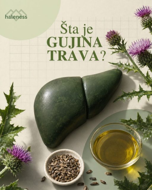 🌿 Malo ko zna za gujinu travu, odnosno sikavicu, a ona je jedan od najvećih prirodnih saveznika našeg organizma.

Hladno ceđeno ulje sikavice bogato je silimarinom, moćnim antioksidansom koji pomaže regeneraciju jetre, štiti organizam od oksidativnog stresa i doprinosi zdravlju kože. ✨

Najbolje je koristiti ga u svežim obrocima ili uzeti jednu do dve kašičice dnevno kako bi sačuvalo svoja dragocena svojstva. 💚

Da li ste već probali ulje sikavice? Pišite nam u komentarima. 👇

🍃 Za još zanimljivih vesti, činjenica i saveta iz sveta zdravog života, zapratite @haleness_club.