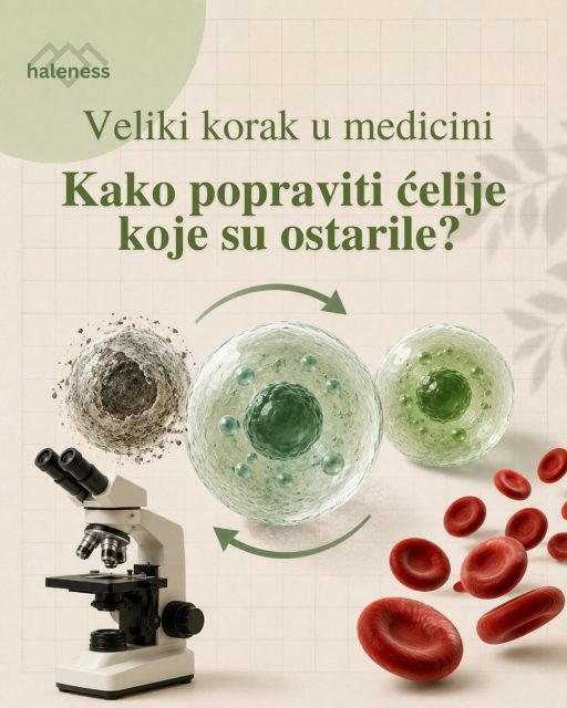 🧬 Veliki korak u medicini: Da li je moguće „popraviti” ćelije koje su ostarile?

Kako starimo, ćelije zadužene za stvaranje krvi i funkcionisanje imunog sistema postaju manje efikasne i počinju da akumuliraju ćelijski otpad koji više ne mogu pravilno da prerade. To je jedan od razloga zbog kojih imunitet s godinama slabi.

Međutim, nova naučna studija pokazuje da ovaj proces možda nije nepovratan.

Istraživači su u laboratorijskim uslovima uspeli da obnove sistem za uklanjanje otpada kod starih ćelija. Rezultat je bio izuzetno zanimljiv: tretirane ćelije su pokazale znake podmlađivanja i sposobnost stvaranja nove, zdrave krvi poboljšana je čak osam puta u odnosu na period pre tretmana. 🔬

Šta ovo znači za budućnost medicine?

Ovo otkriće predstavlja važan korak ka razvoju terapija koje bi jednog dana mogle da pomognu starijim osobama u obnovi imunog sistema i efikasnijoj borbi organizma protiv bolesti.

Referenca:
[https://www.sciencedaily.com/releases/2026/05/260511213204.htm]
