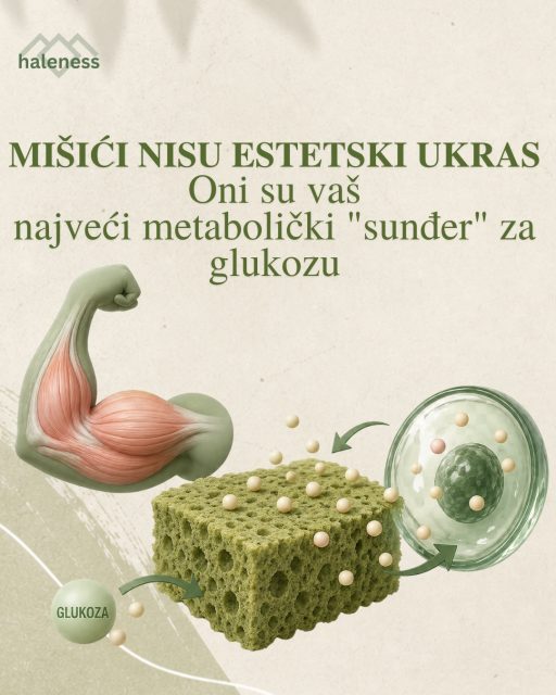 Mišići nisu estetski ukras. Oni su jedan od najvažnijih organa vašeg metaboličkog zdravlja. 💪

Kada razmišljamo o regulaciji šećera u krvi i prevenciji dijabetesa tipa 2, najčešće pomislimo na ishranu, ugljene hidrate i insulin. Međutim, postoji još jedan ključni faktor koji često zanemarujemo, a to su naši skeletni mišići.

Njihova uloga daleko prevazilazi snagu i fizički izgled. Nauka pokazuje da upravo mišićna masa predstavlja najveći "rezervoar" za glukozu i jedan od najvažnijih saveznika u očuvanju dugoročnog metaboličkog zdravlja.

U ovom karuselu saznaćete:

1. Zašto mišići uklanjaju čak 80 do 90% glukoze iz krvi nakon obroka 🍽️
Nakon jela nivo glukoze raste, a mišići preuzimaju najveći deo tog šećera i skladište ga u obliku glikogena, kako bi kasnije mogao da se koristi kao izvor energije.

2. Kako fizička aktivnost pomaže čak i kada postoji insulinska rezistencija 🚶‍♂️
Kontrakcija mišića tokom šetnje ili treninga aktivira posebne GLUT4 transportere koji omogućavaju glukozi da uđe u ćeliju čak i bez pomoći insulina. Upravo zbog toga je kretanje jedan od najefikasnijih načina za regulaciju šećera u krvi.

3. Zašto je gubitak mišićne mase ozbiljan metabolički problem 📉
Kako starimo, prirodno gubimo mišiće ukoliko ih ne održavamo. Manje mišićne mase znači i manji kapacitet za skladištenje glukoze, što povećava rizik od insulinske rezistencije, dijabetesa tipa 2 i drugih metaboličkih poremećaja.

Kako ovo primeniti u svakodnevnom životu?

✔️ Trening snage nije rezervisan samo za sportiste. On pomaže da izgradite i sačuvate metabolički najaktivnije tkivo u organizmu.

✔️ Već 10 minuta lagane šetnje nakon obroka može značajno doprineti boljoj regulaciji glukoze i smanjiti nagli porast šećera u krvi.

Mišićna masa nije samo pitanje izgleda. Ona predstavlja jednu od najvažnijih investicija u dugoročno zdravlje, vitalnost i kvalitet života.

Sačuvajte ovu objavu i podelite je sa nekim kome će ove informacije biti korisne. 🧬💚