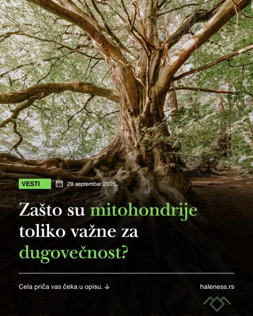 Zašto su mitohondrije toliko važne za dugovečnost? 🔬

Verovatno ste učili da su mitohondrije „elektrane naših ćelija“. I to jeste tačno: one pretvaraju energiju iz hrane u ATP, molekul koji ćelije koriste kao osnovni izvor energije.

Ali mitohondrije rade mnogo više od toga.

One učestvuju u regulaciji metabolizma, inflamacije i odgovora ćelije na stres, pa čak i u odluci da li će oštećena ćelija preživeti ili pokrenuti programiranu ćelijsku smrt.

Zato nije iznenađenje što je mitohondrijska disfunkcija jedno od 12 glavnih obeležja starenja opisanih u radu „Hallmarks of Aging: An Expanding Universe“.

Šta se dešava kako starimo?

• Proizvodnja energije postaje manje efikasna.
• Akumuliraju se oštećenja mitohondrijske DNK.
• Mitofagija, proces uklanjanja oštećenih mitohondrija, postaje manje efikasna.
• Disfunkcionalne mitohondrije mogu doprineti hroničnoj inflamaciji i drugim procesima povezanim sa starenjem.

🔄 Naše ćelije zato imaju svojevrstan sistem kontrole kvaliteta. Oštećene mitohondrije uklanjaju se mitofagijom, dok se istovremeno stvaraju nove.

Problem nastaje kada sa godinama taj sistem više ne funkcioniše dovoljno dobro.

Zbog toga jedno od velikih pitanja glasi: možemo li održavanjem ili obnavljanjem zdravih mitohondrija usporiti deo procesa starenja?

Za sada nemamo terapiju koja je dokazano „podmladila mitohondrije“ i produžila život ljudi. Ali upravo zato su mitohondrije danas jedna od važnih meta istraživanja starenja.

Jer ako želimo da ćelija ostane mlada i funkcionalna, njene elektrane moraju da rade. ⚡

Referenca: López-Otín i saradnici, „Hallmarks of Aging: An Expanding Universe“, Cell, 2023.
https://doi.org/10.1016/j.cell.2022.11.001