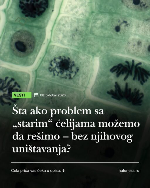 Šta ako problem sa „starim“ ćelijama možemo da rešimo bez njihovog uništavanja? 🧬

Jedan od važnih procesa starenja je nakupljanje senescentnih ćelija. To su ćelije koje su prestale normalno da se dele, ali nisu nestale iz organizma.

Problem je što mogu da oslobađaju veliki broj inflamatornih molekula, fenomen poznat kao SASP. Zato se poslednjih godina mnogo govori o senoliticima, lekovima koji pokušavaju da unište senescentne ćelije.

🔬 Nova istraživanja ispituju još jednu mogućnost: da ove ćelije ostanu, ali da se smanje štetni signali koje šalju.

Istraživači su identifikovali signalni mehanizam povezan sa njihovim inflamatornim profilom i blokirali ga pomoću palbocikliba, leka koji se već koristi u terapiji određenih karcinoma.

Kod starih miševa smanjeni su neki efekti inflamacije povezane sa senescencijom i poboljšani pokazatelji fizičke funkcije. Ovakav pristup naziva se senomorfni pristup.

👉 Senolitik uklanja senescentnu ćeliju.
Senomorfik je ostavlja, ali utišava štetne signale koje šalje.

To ne znači da je palbociklib lek za dugovečnost, niti da bi zdravi ljudi trebalo da ga koriste. Rezultat otvara još jedan potencijalni pravac istraživanja jednog od ključnih mehanizama starenja.

📖 Referenca: Nature Aging
https://www.nature.com/nataging/research-articles?year=2026